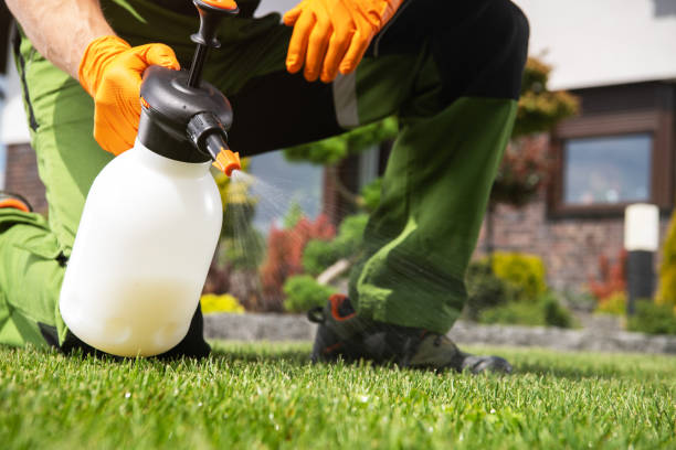 Best Flea Control Services  in Manito, IL