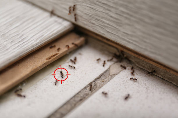 Best Affordable Pest Control Services  in Manito, IL